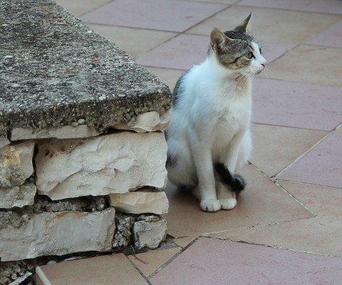 C19792 22-07-2014 Nečujam.jpg